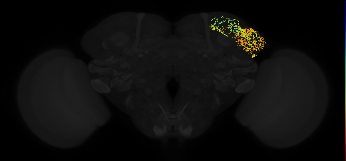 adult lateral horn AV3k1 neuron