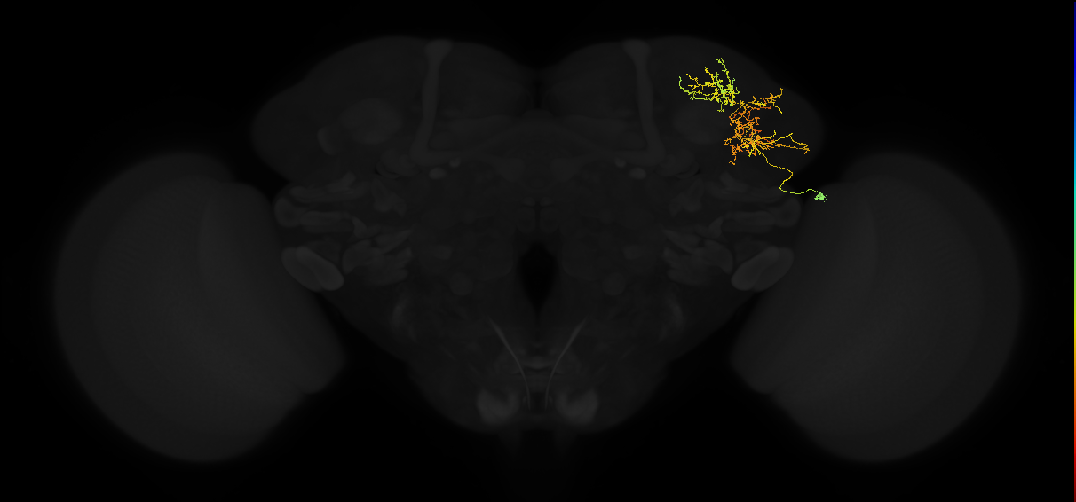 adult lateral horn AV3k2 neuron