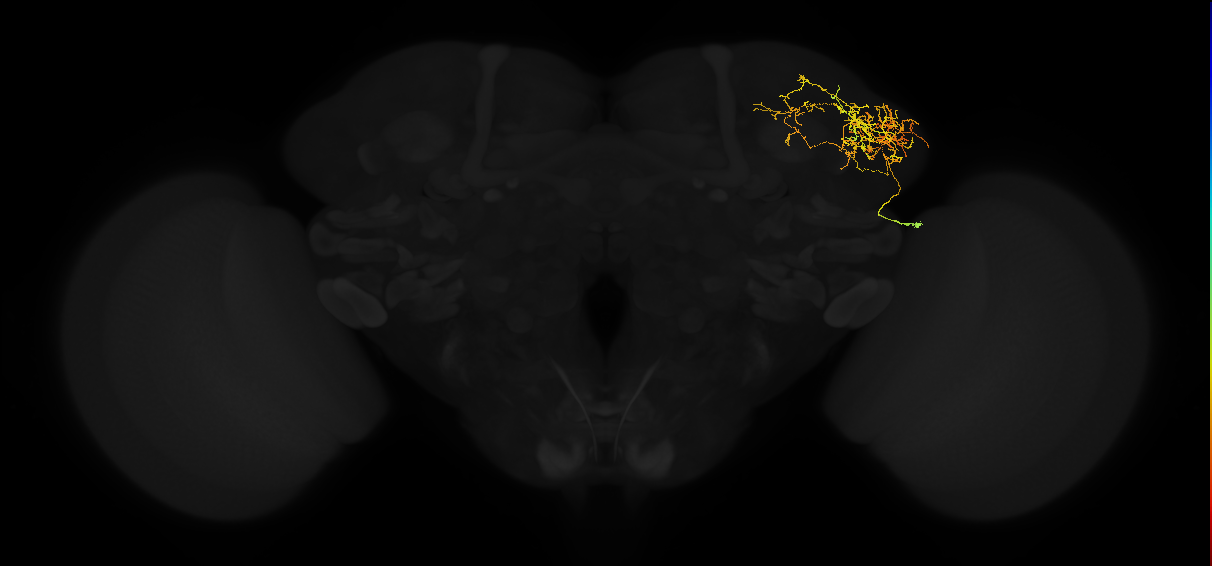 adult lateral horn AV3k3 neuron