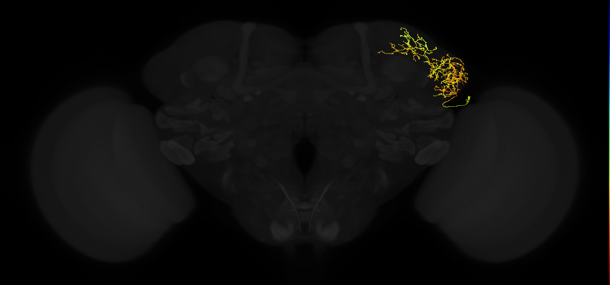 adult lateral horn AV3k4 neuron