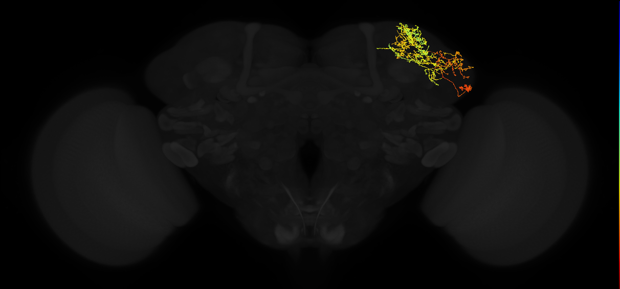adult lateral horn AV3k5 neuron