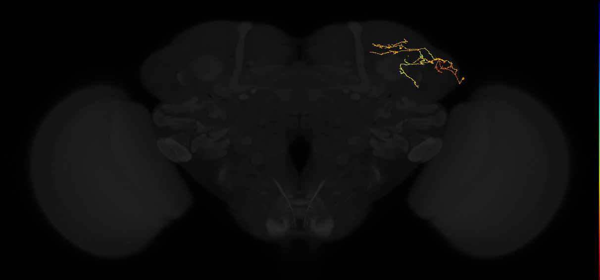 adult lateral horn AV3l1 neuron