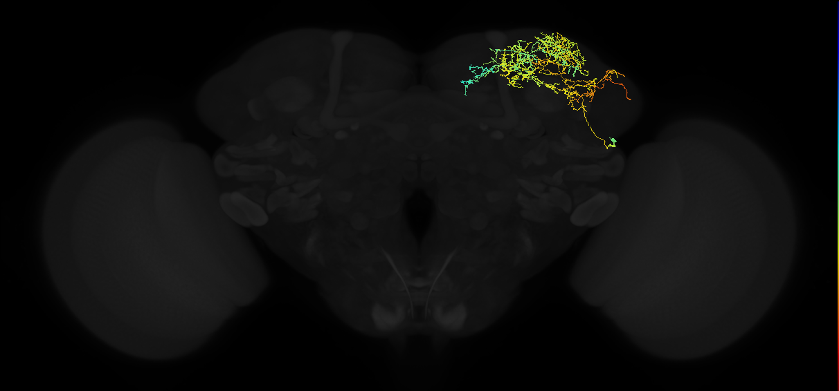 adult lateral horn AV3m1 neuron