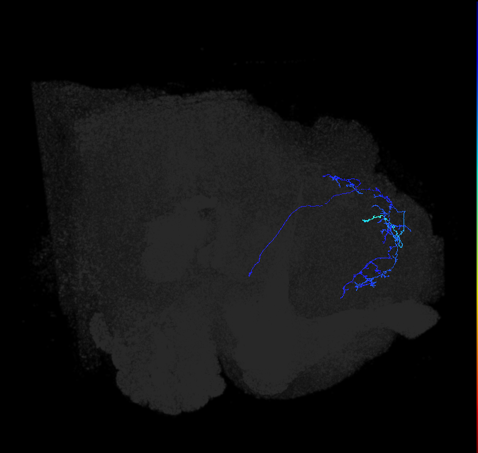 LHAV3n1_R (FlyEM-HB:449223263)