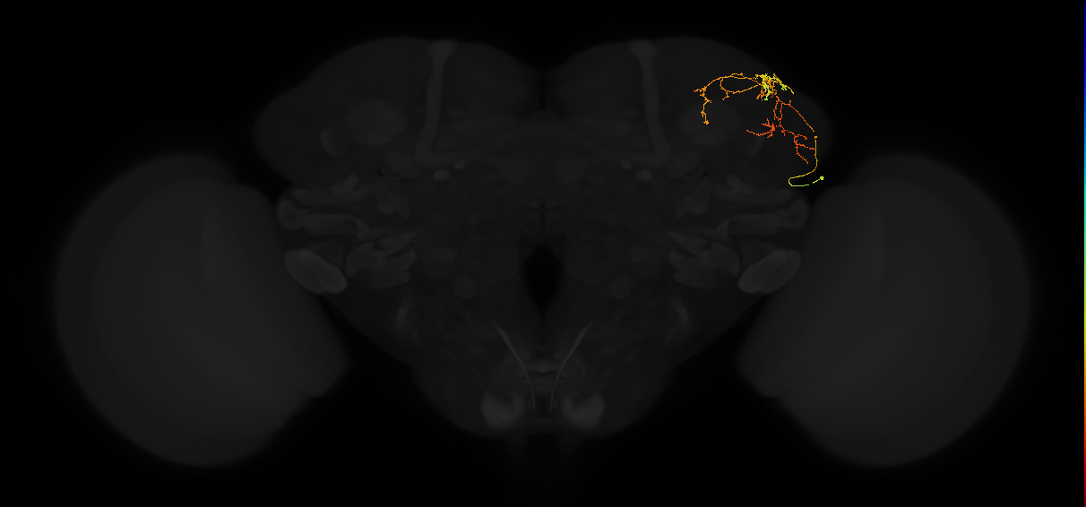 adult lateral horn AV3n1 neuron