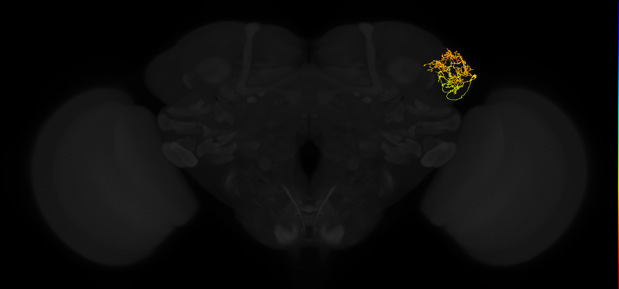 adult lateral horn AV4a1 neuron