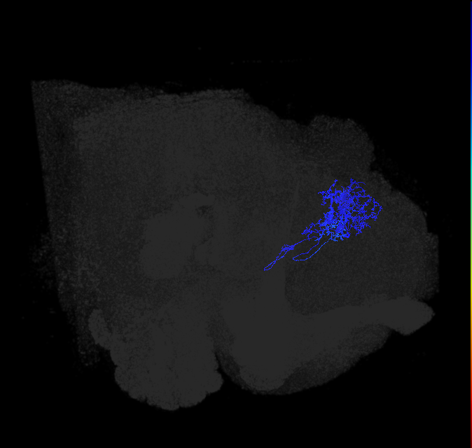 LHAV4a1_b_R (FlyEM-HB:728483069)