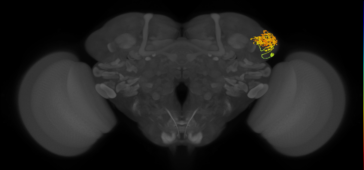 LHAV4a1_b_R (FlyEM-HB:728483069)
