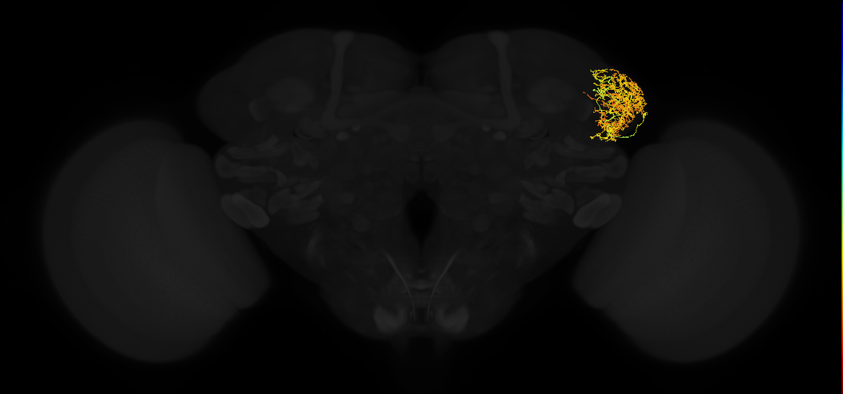 adult lateral horn AV4a2 neuron