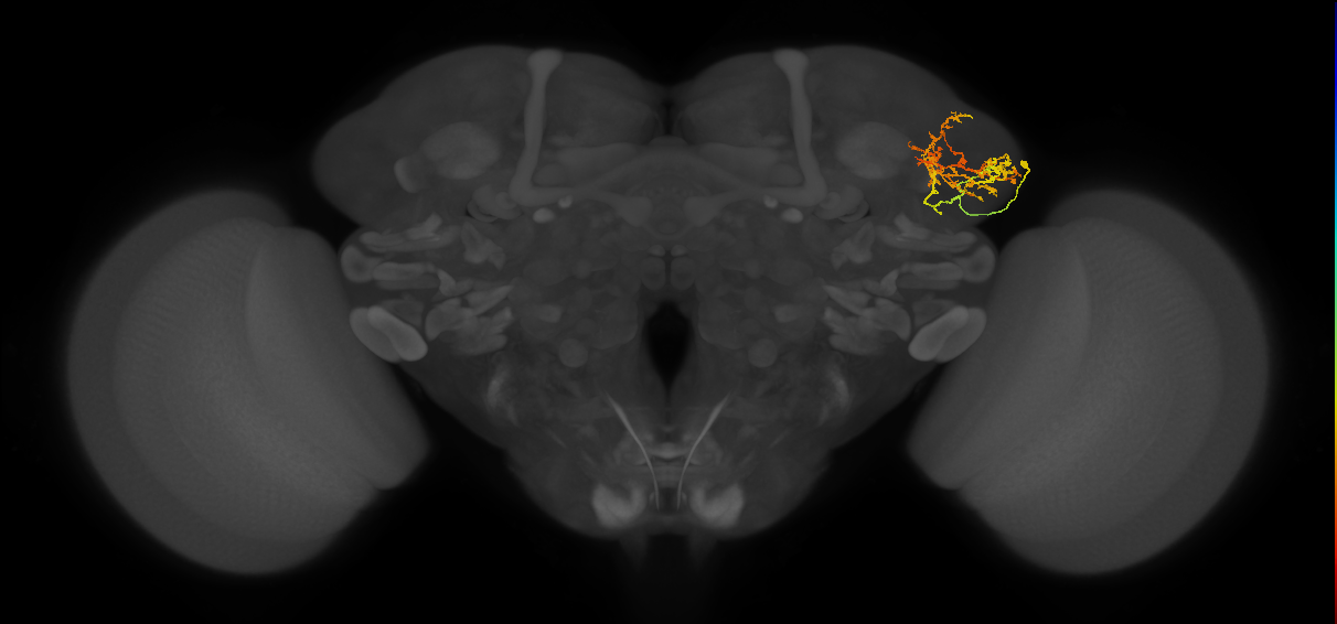 LHAV4a3_a_R (FlyEM-HB:881991445)