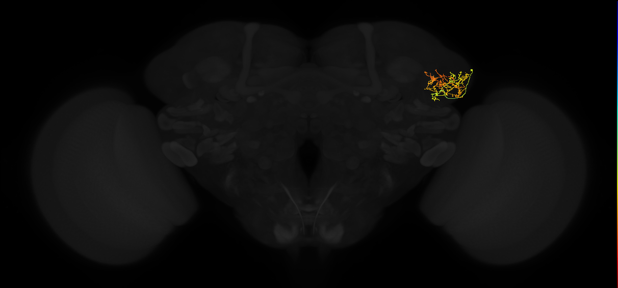 adult lateral horn AV4a3 neuron