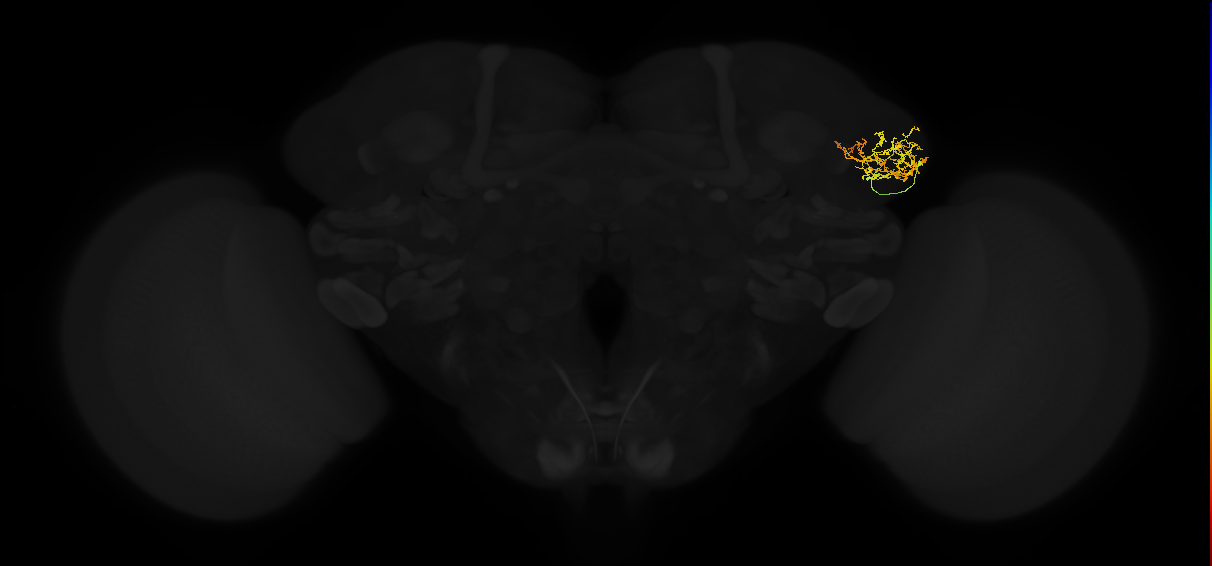 adult lateral horn AV4a3 neuron