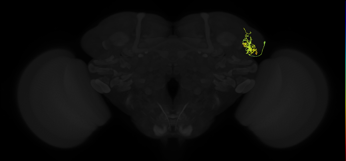 adult lateral horn AV4a4 neuron