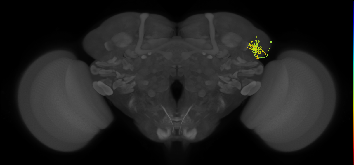 adult lateral horn AV4 neuron