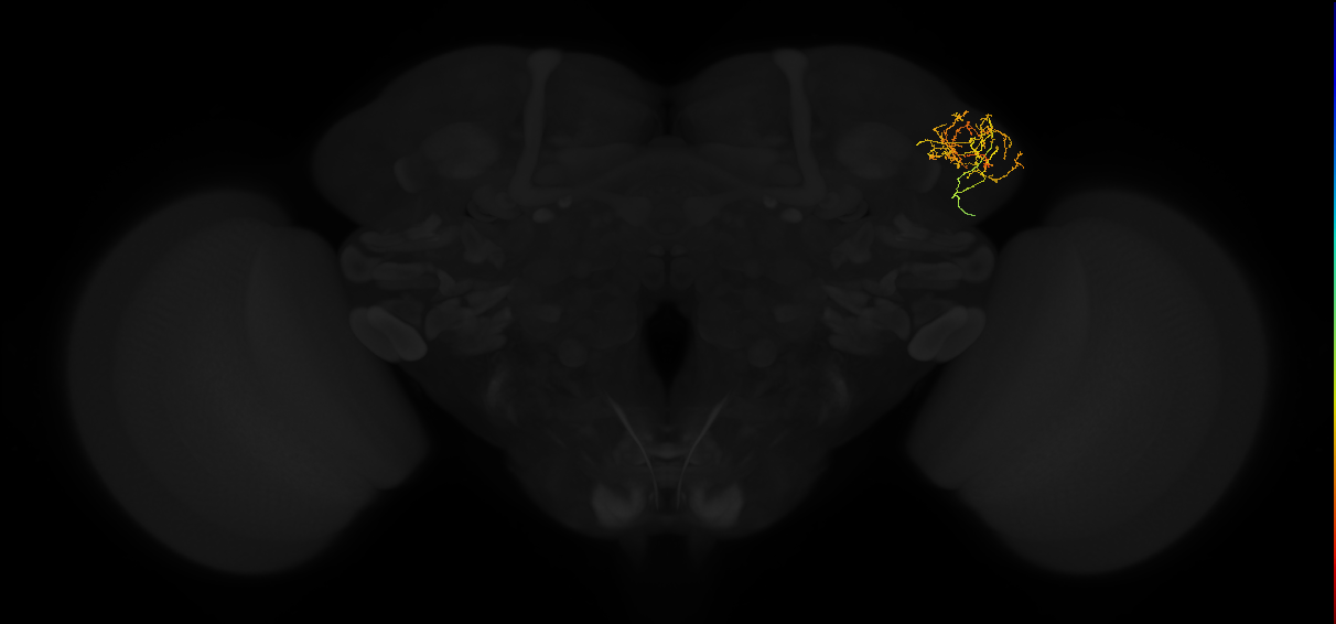 adult lateral horn AV4a5 neuron