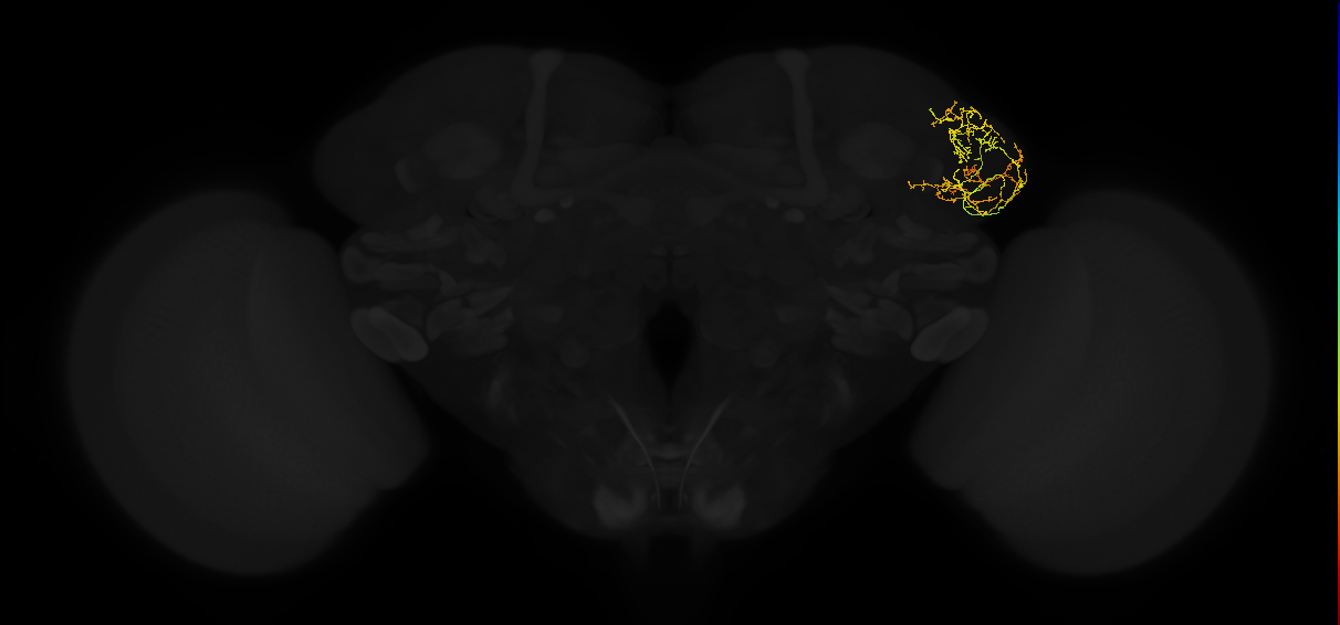 adult lateral horn AV4a6 neuron