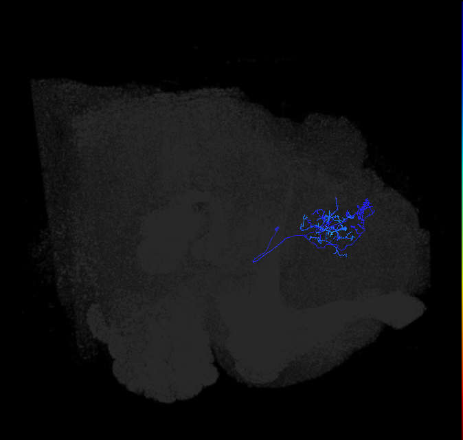 LHAV4b1_a_R (FlyEM-HB:729211483)