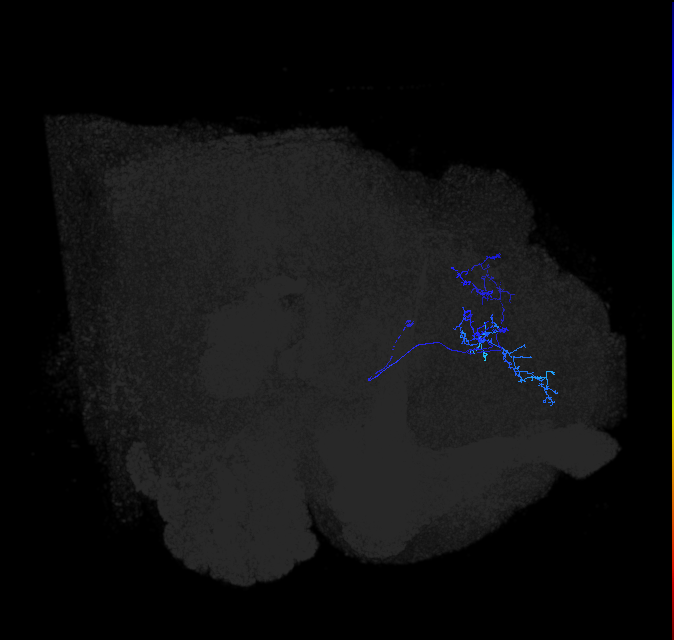 LHAV4b1_b_R (FlyEM-HB:5813010799)