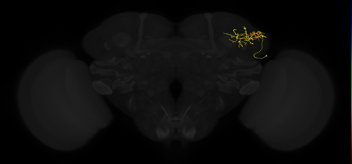 adult lateral horn AV4b1 neuron