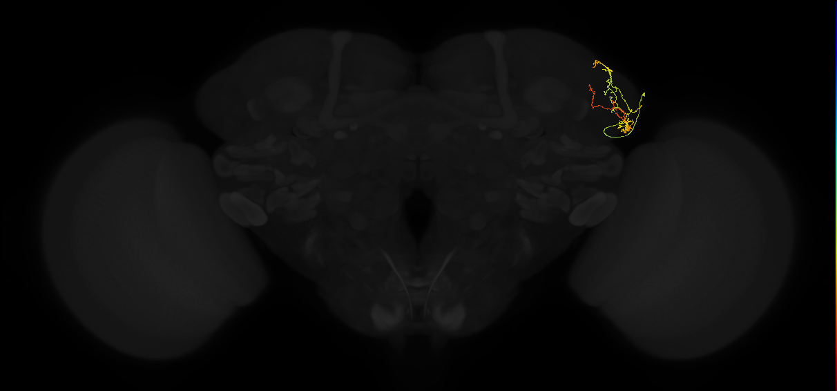 adult lateral horn AV4b2 neuron