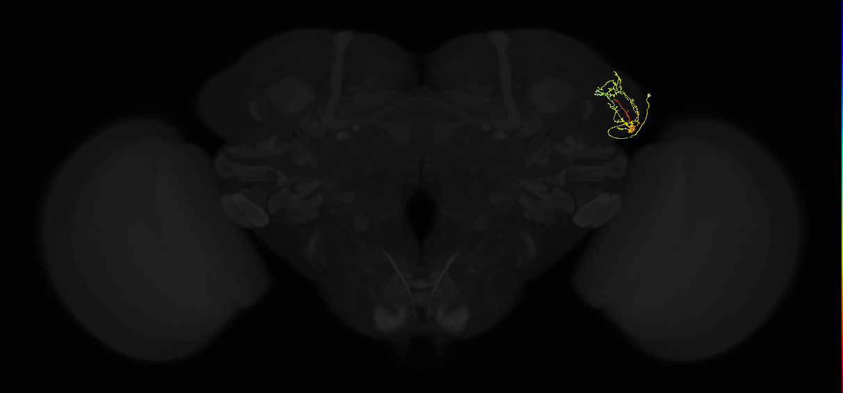 adult lateral horn AV4b3 neuron