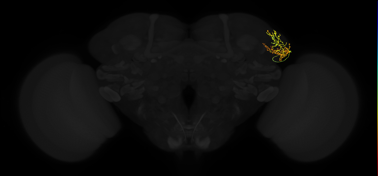 adult lateral horn AV4b4 neuron