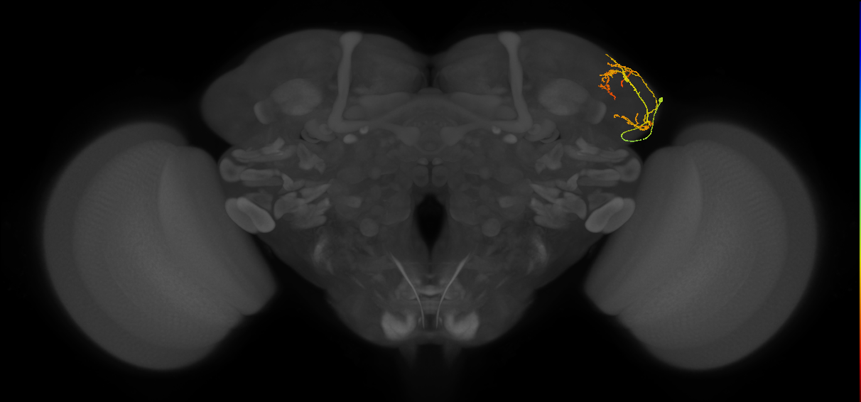 LHAV4b6_R (FlyEM-HB:5813035150)