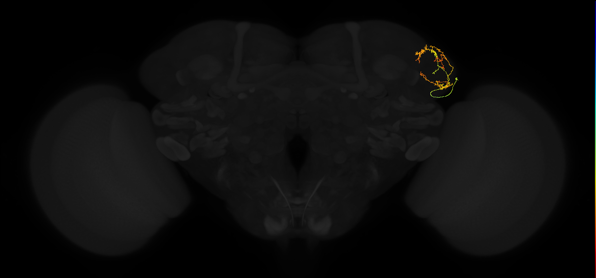 adult lateral horn AV4b6 neuron