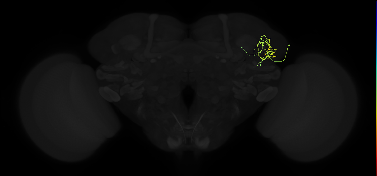 adult lateral horn AV4c1 neuron