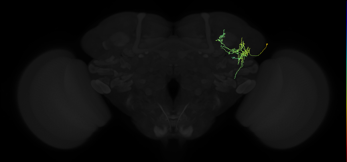 adult lateral horn AV4c2 neuron