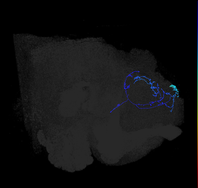 LHAV4d1_R (FlyEM-HB:5813012083)