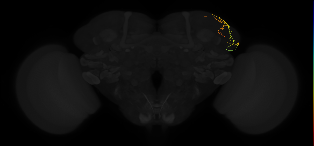 adult lateral horn AV4d1 neuron