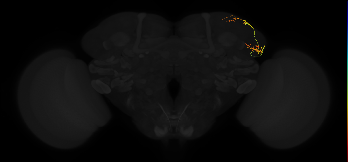 adult lateral horn AV4d3 neuron
