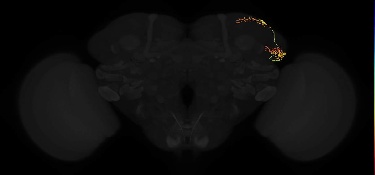 adult lateral horn AV4d3 neuron