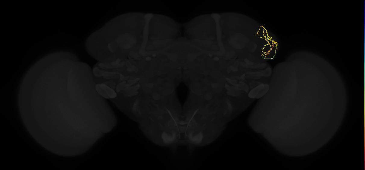 adult lateral horn AV4d5 neuron