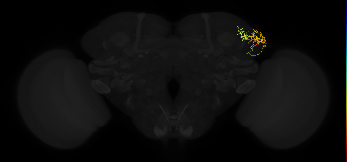 adult lateral horn AV4e1 neuron
