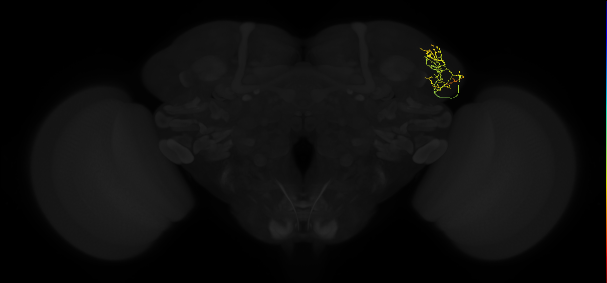 adult lateral horn AV4e2 neuron