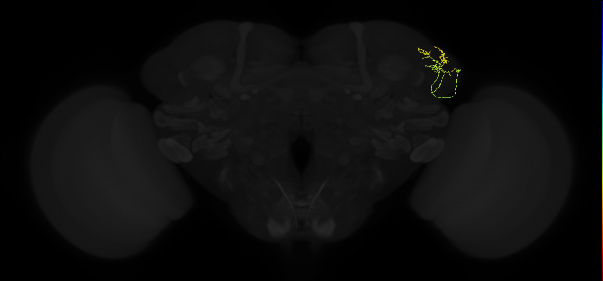 adult lateral horn AV4e3 neuron