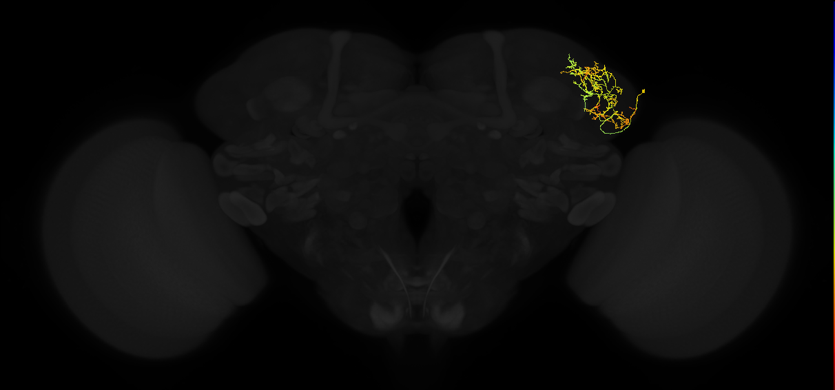 adult lateral horn AV4e4 neuron
