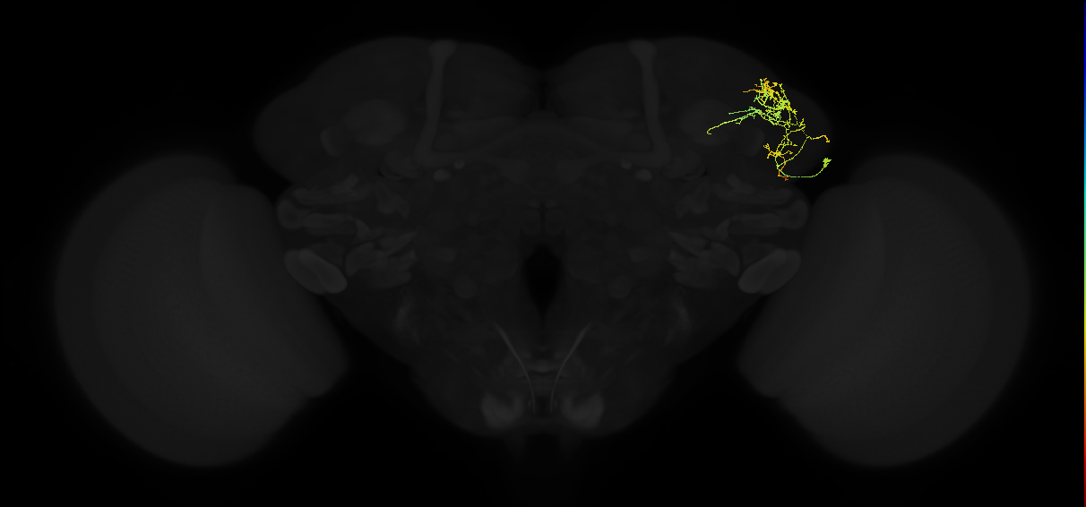 adult lateral horn AV4e5 neuron