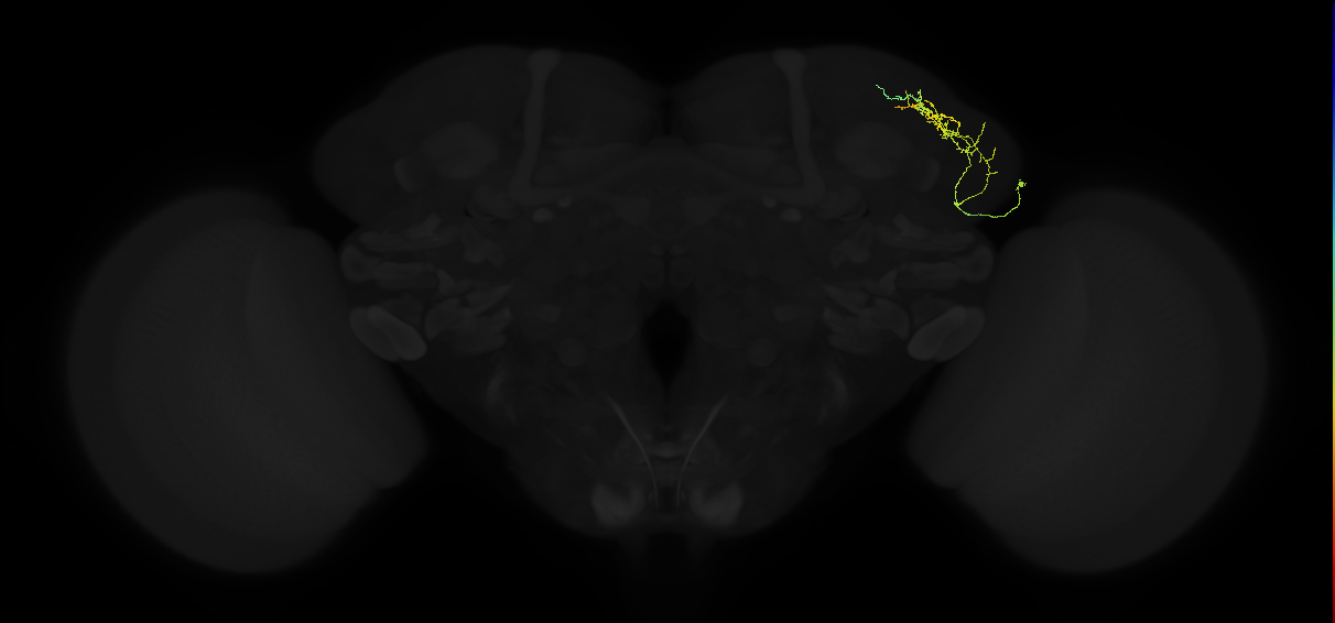 adult lateral horn AV4e7 neuron