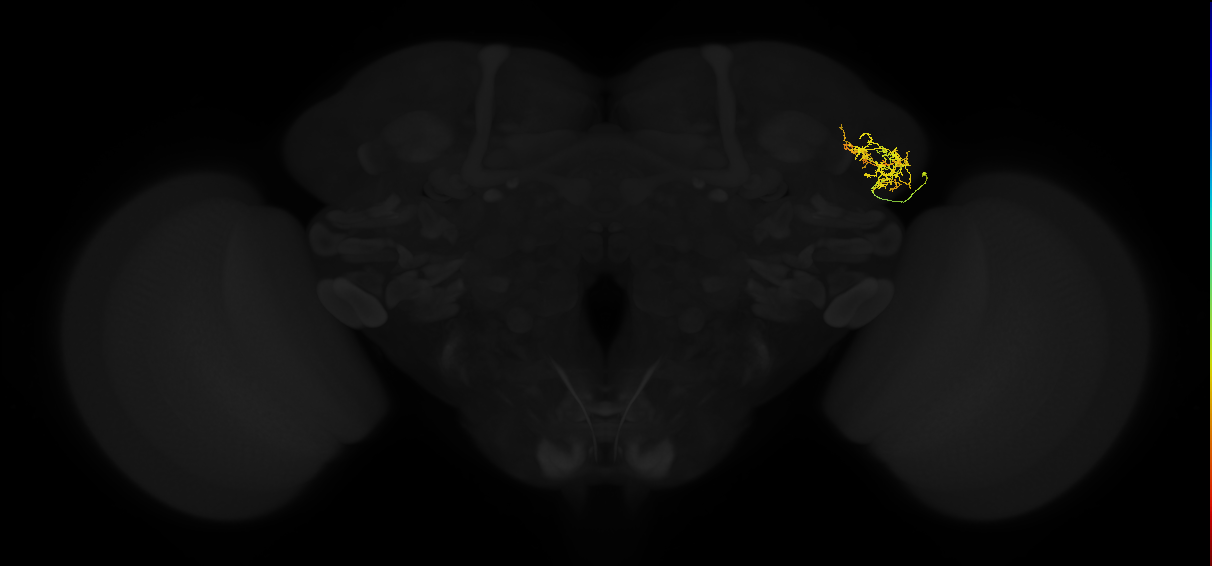 adult lateral horn AV4g11 neuron
