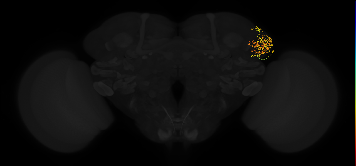 adult lateral horn AV4g12 neuron