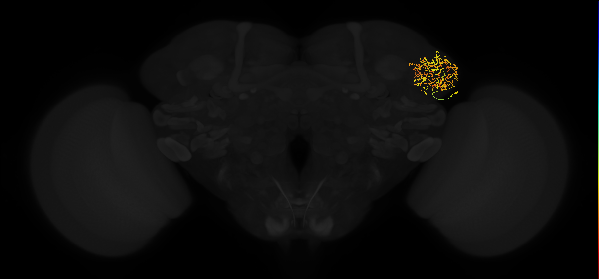 adult lateral horn AV4g13 neuron