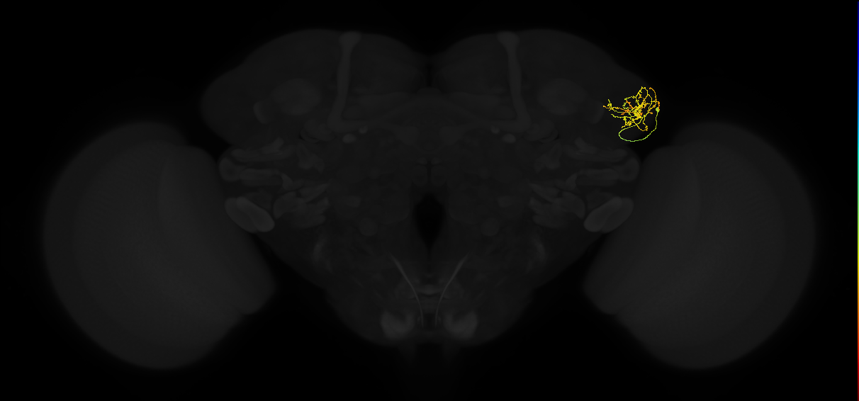 adult lateral horn AV4g15 neuron