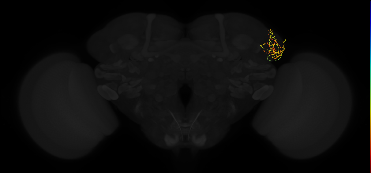 adult lateral horn AV4g16 neuron