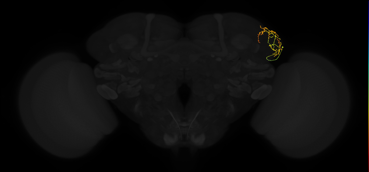 adult lateral horn AV4g18 neuron