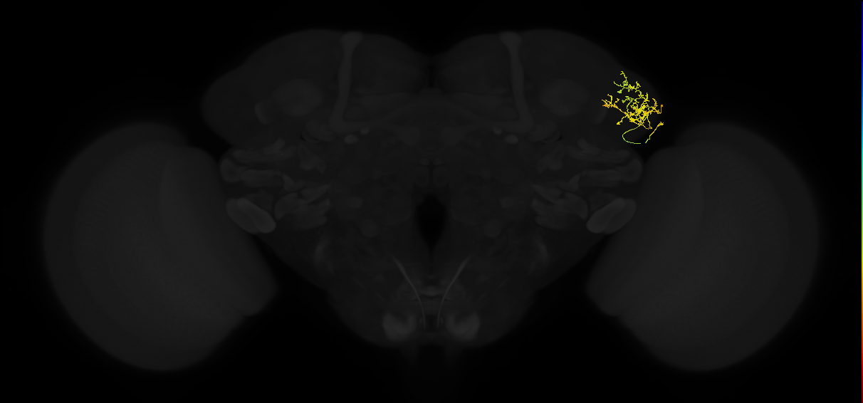 adult lateral horn AV4g1 neuron