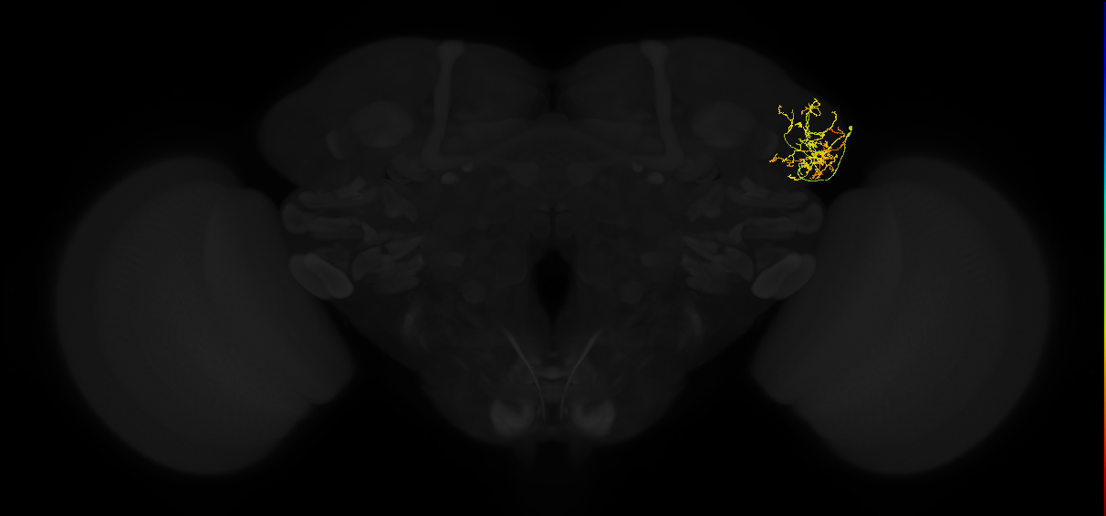 adult lateral horn AV4g2 neuron