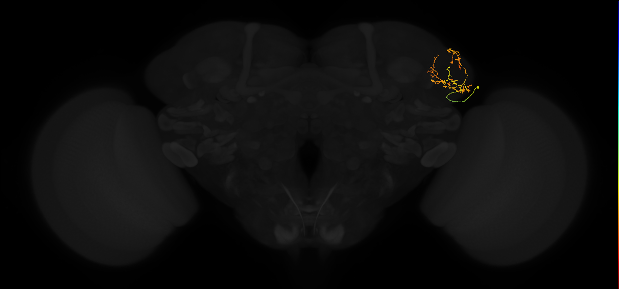 adult lateral horn AV4g3 neuron